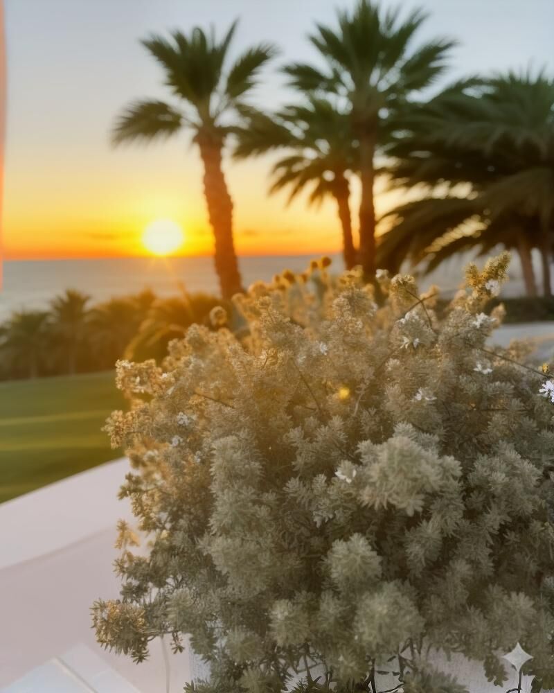 Terraza con macetas al atardecer en la playa Terraza con macetas al atardecer en la playa
