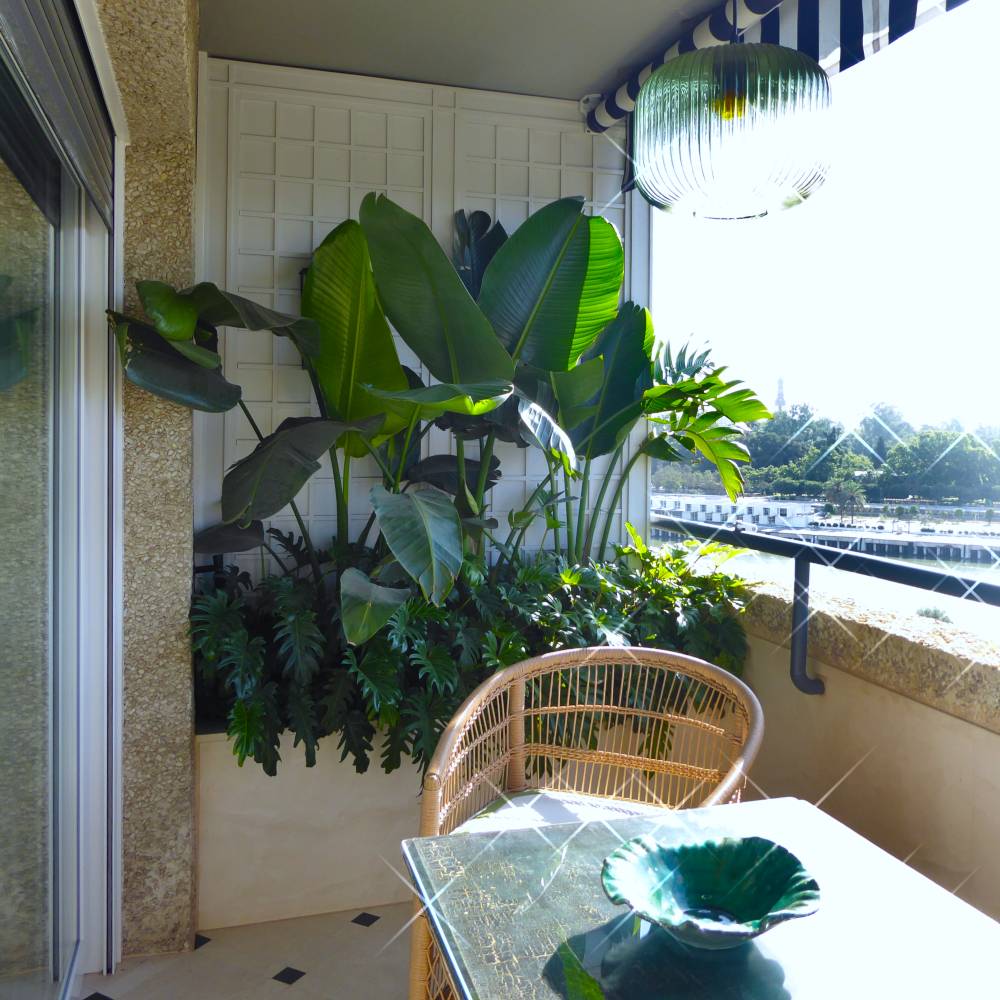 Terraza con plantas en Sevilla Terraza con plantas en Sevilla